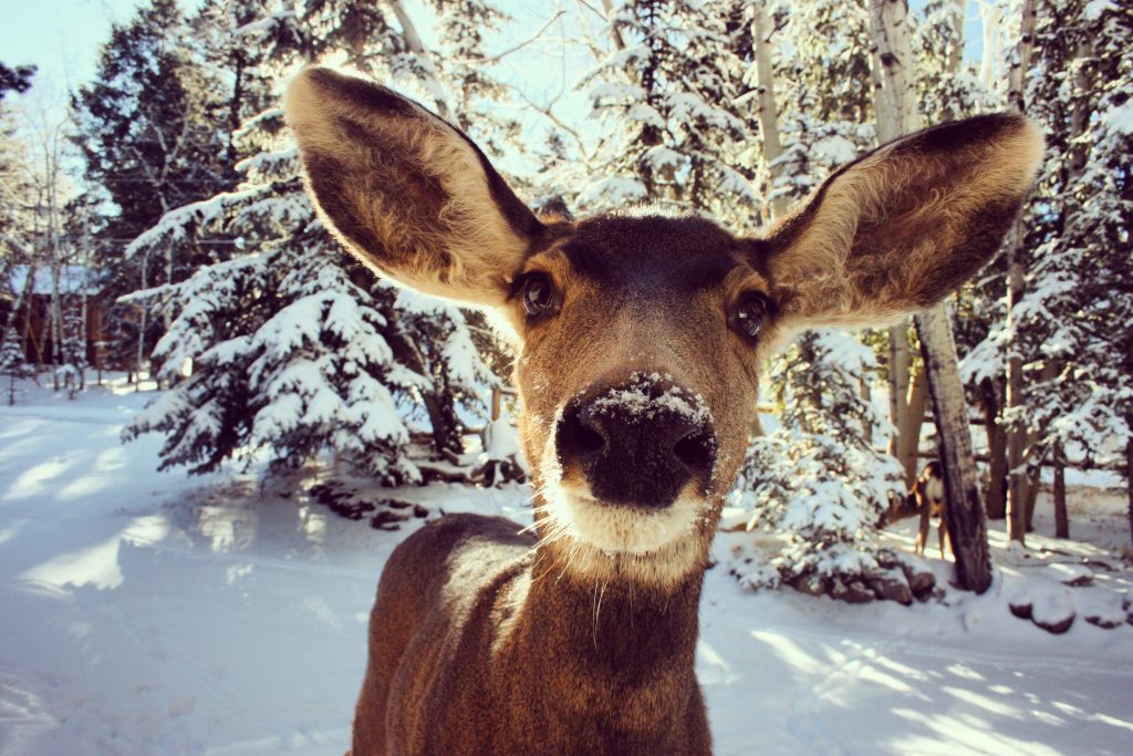 Deer in woods in Colorado Springs, CO